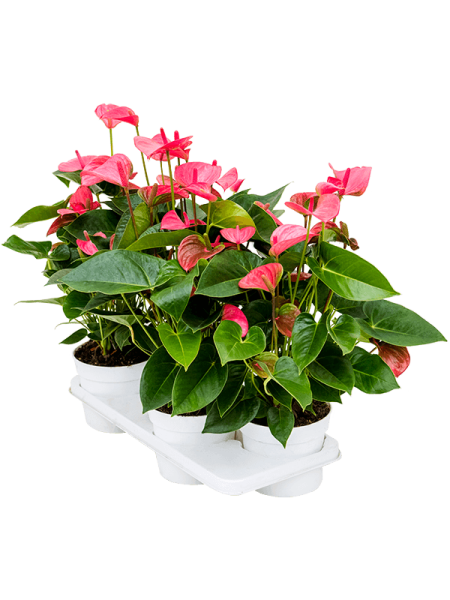 Антуриум Андрея 'Pink Champion' 4/tray  H55×W35 D17×14 см 