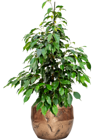 Фикус Бенжамина 'Danielle'  H100×W45 D21×19 см 