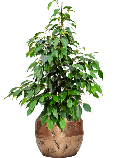 Фикус Бенжамина 'Danielle'  H100×W45 D21×19 см 
