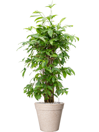 Драцена Surculosa 90-120  H90×W50 D24×23 см 