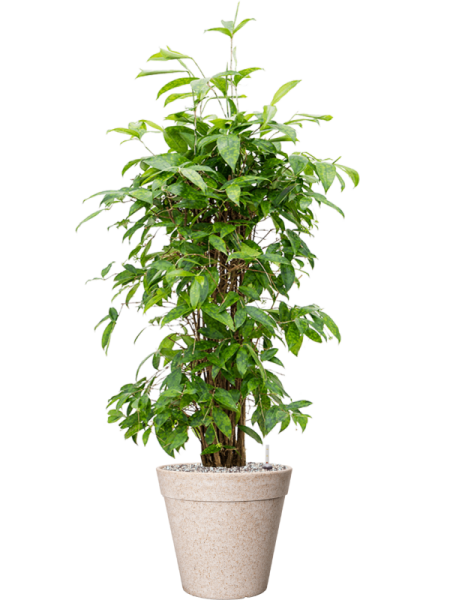 Драцена Surculosa 90-120  H90×W50 D24×23 см 