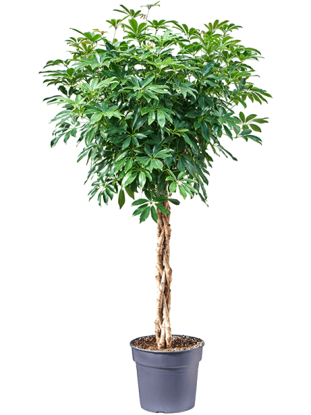 Шеффлера Arboricola 'Compacta'  H150×W60 D34×30 см 