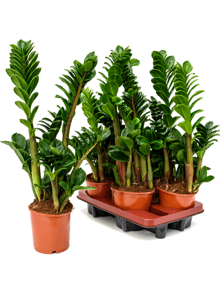 Замиокулькас Замиевиднолистный 'Zenzi' 4/tray  H35×W20 D14×13 см 