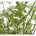 Папоротники Папоротники
