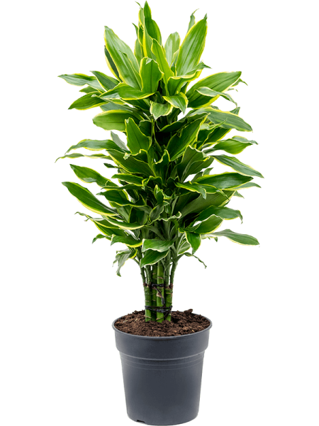 Драцена Fragrans 'Golden Coast'  H90×W35 D24×23 см 