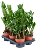 Замиокулькас Замиевиднолистный 6/tray  H45×W20 D12×10 см 