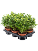 Фикус Бенжамина 'Natasja' 6/tray  H30×W20 D12×10 см 