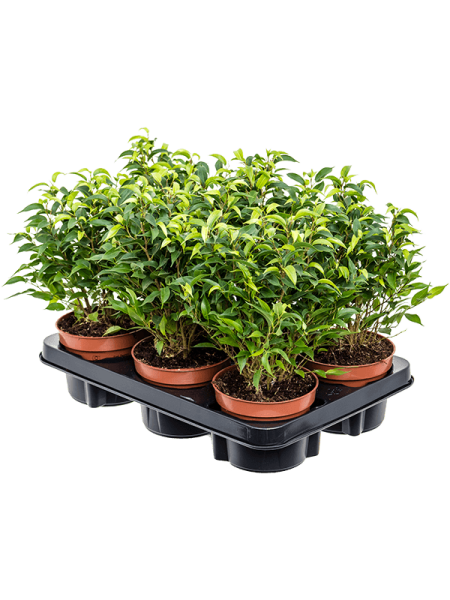 Фикус Бенжамина 'Natasja' 6/tray  H30×W20 D12×10 см 