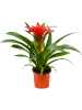 Гузмания 'Calypso' 6/tray  H45×W25 D12×11 см 