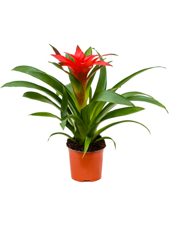 Гузмания 'Calypso' 6/tray  H45×W25 D12×11 см 