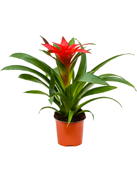 Гузмания 'Calypso' 6/tray  H45×W25 D12×11 см 