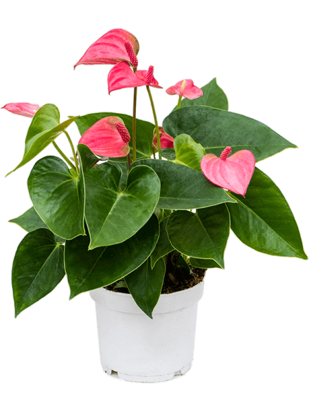 Антуриум Андрея 'Pink Champion' 6/tray  H40×W30 D12×10 см 