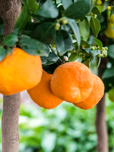Цитрус Оранжевый 'Chinotto'  H160×W60 D38×37 см 