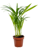 Дипсис Арекa Желтоватый 6/tray  H45×W25 D12×10 см 