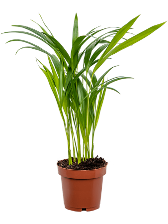 Дипсис Арекa Желтоватый 6/tray  H45×W25 D12×10 см 