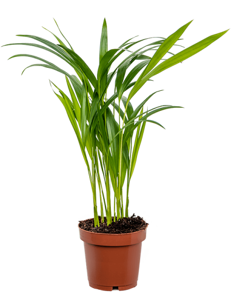 Дипсис Арекa Желтоватый 6/tray  H45×W25 D12×10 см 