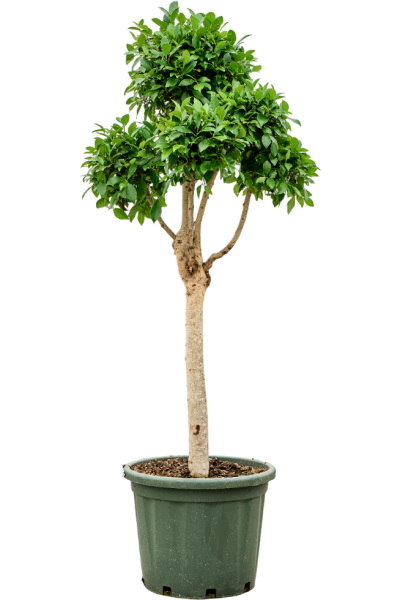 Фикус Мелкоплодный 'Nitida'  H175×W80 D44×28 см 