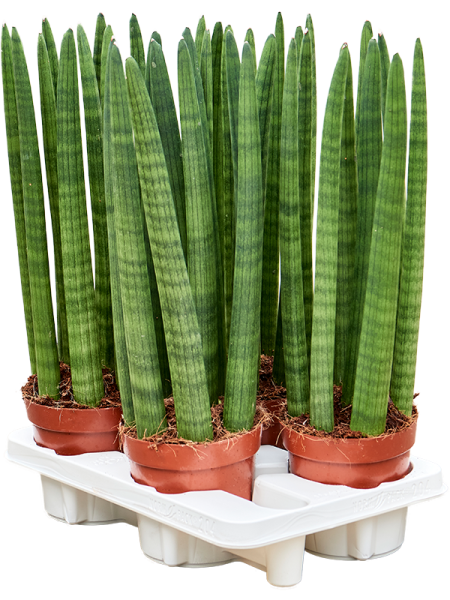 Сансевиерия Cylindrica 'Straight' 4/tray  H50×W20 D14×11 см 