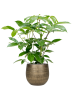 Шеффлера Actinophylla 'Amate'  H90×W50 D24×23 см 