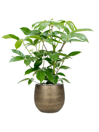 Шеффлера Actinophylla 'Amate'  H90×W50 D24×23 см 
