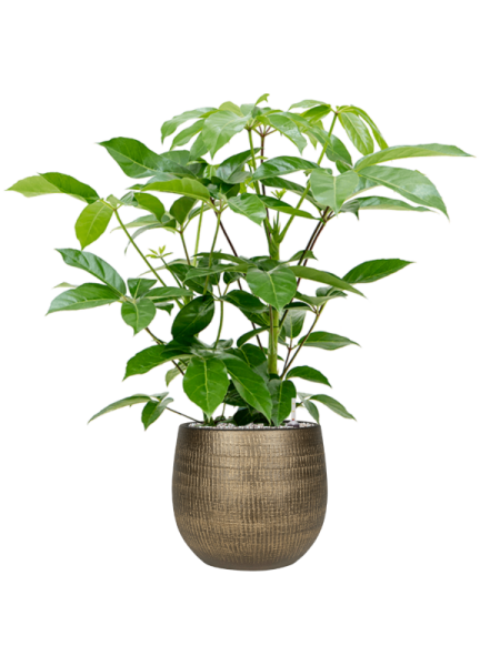 Шеффлера Actinophylla 'Amate'  H90×W50 D24×23 см 