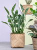 Стрелиция Reginae  H150×W60 D34×32 см 