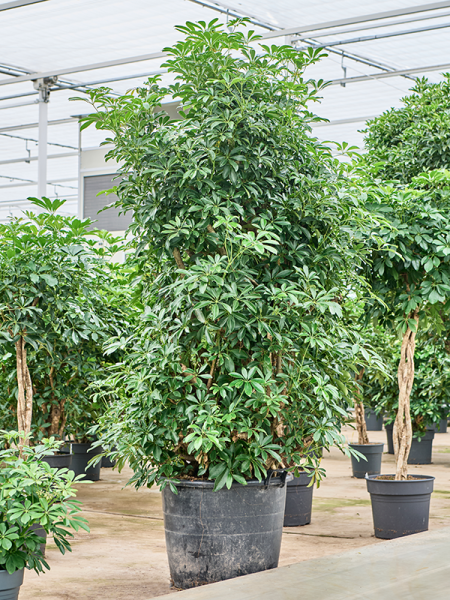Шеффлера Arboricola 'Compacta'  H240×W120 D55×44 см 