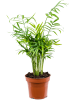 Хамедорея Elegans 10/tray  H45×W20 D12×10 см 