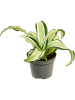 Драцена Fragrans 'Malaika' 12/tray  H12×W12 D6×5 см 