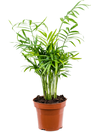 Хамедорея Elegans 10/tray  H45×W20 D12×10 см 