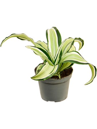 Драцена Fragrans 'Malaika' 12/tray  H12×W12 D6×5 см 