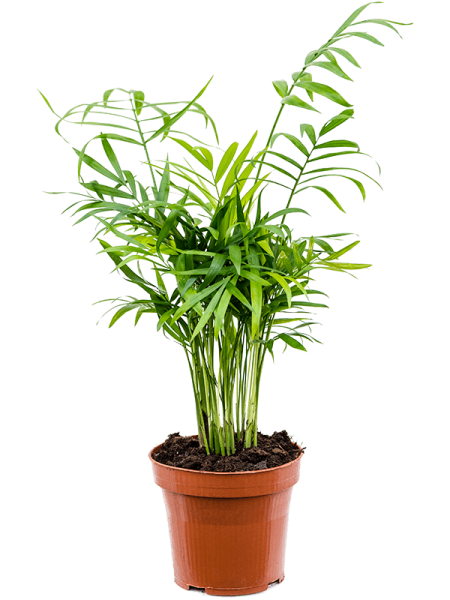 Хамедорея Elegans 10/tray  H45×W20 D12×10 см 