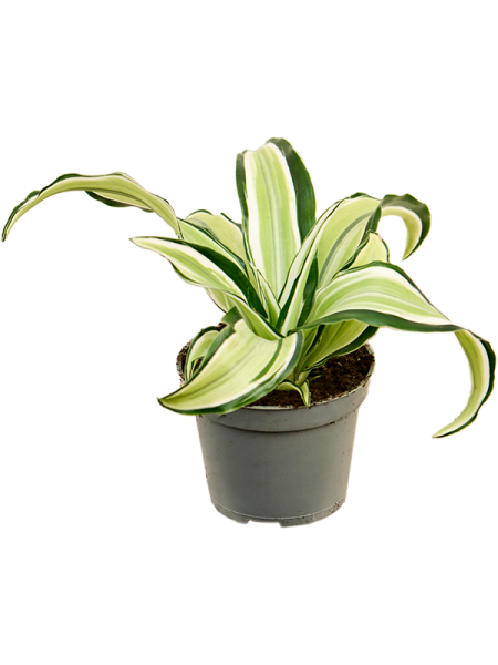 Драцена Fragrans 'Malaika' 12/tray  H12×W12 D6×5 см 