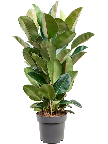 Фикус Elastica 'Robusta'  H85×W60 D27×25 см 
