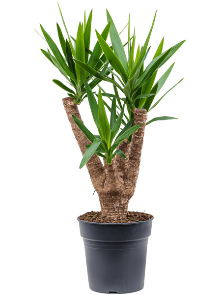 Юкка Elephantipes  H90×W40 D24×23 см 
