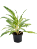 Аглаонема 'Matcha Lemon' 6/tray  H35×W30 D12×9 см 