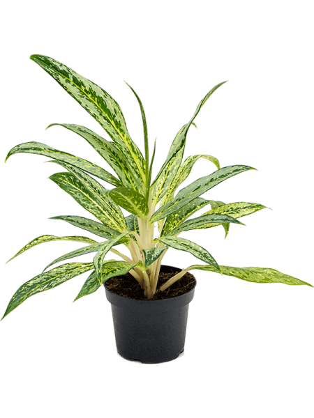 Аглаонема 'Matcha Lemon' 6/tray  H35×W30 D12×9 см 