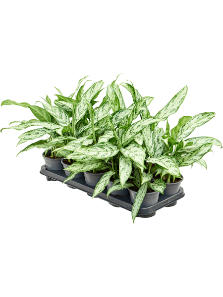 Аглаонема 'Silver Queen Compact' 10/tray  H25×W20 D11×10 см 