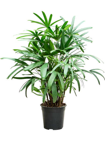 Рапис Excelsa  H100×W60 D24×23 см 