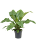 Антуриум Эллиптический 'Jungle Bush'  H50×W50 D21×20 см 