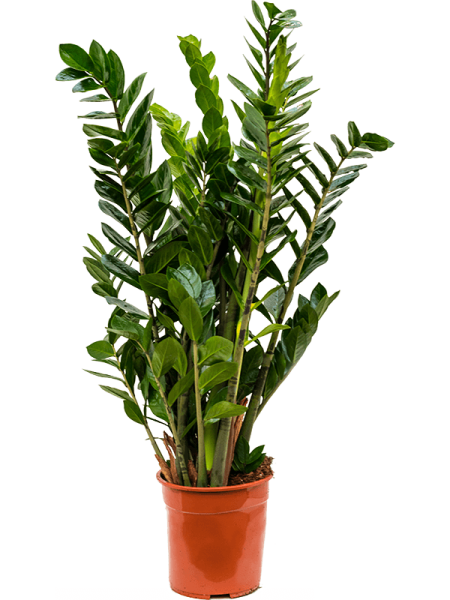 Замиокулькас Замиевиднолистный  H90×W50 D24×23 см 