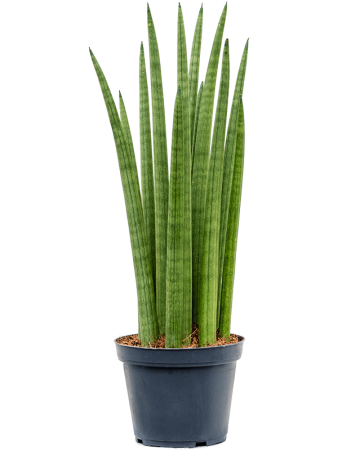 Сансевиерия Cylindrica 'Spikes' 6/tray  H40×W15 D12×11 см 