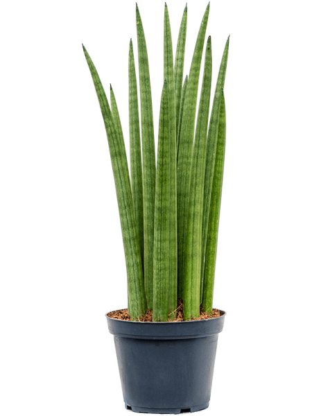 Сансевиерия Cylindrica 'Spikes' 6/tray  H40×W15 D12×11 см 
