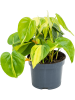 Филодендрон Scandens 'Brasil' 10/tray  H20×W25 D12×9 см 