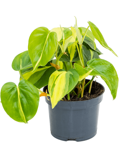 Филодендрон Scandens 'Brasil' 10/tray  H20×W25 D12×9 см 