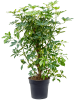 Шеффлера Arboricola 'Compacta'  H110×W70 D30×27 см 