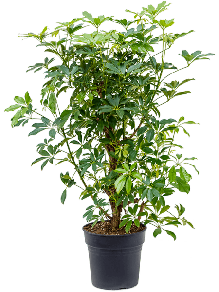Шеффлера Arboricola 'Compacta'  H110×W70 D30×27 см 