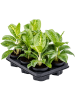 Аглаонема 'Lemon Mint' 6/tray  H35×W25 D12×9 см 
