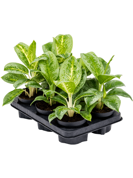 Аглаонема 'Lemon Mint' 6/tray  H35×W25 D12×9 см 