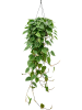 Филодендрон Scandens 50-60  H80×W40 D28×17 см 